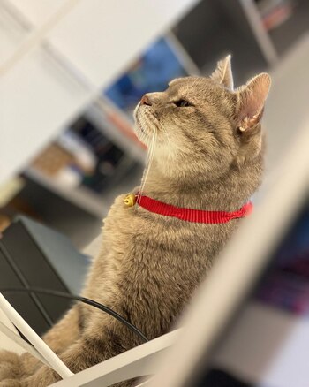 Formulino fue uno de los