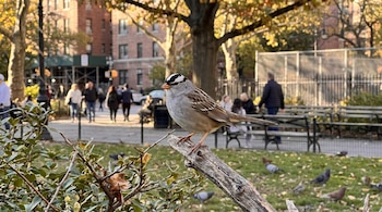 Primer plano de un gorrión corona blanca posado en una rama en un parque urbano con gente caminando y árboles de otoño al fondo.