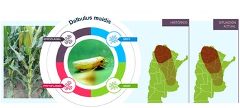 "Conocíamos la plaga y estábamos