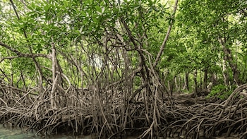 Propuesta gubernamental reduciría en más de 9 mil hectáreas la protección de manglares en Panamá, denuncian ambientalistas