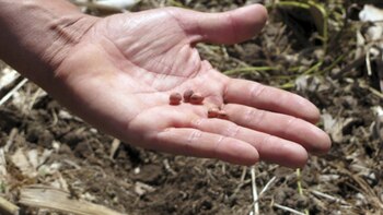 Ley Ómnibus: ya sin la