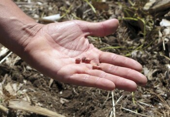 ¿De quién es el derecho
