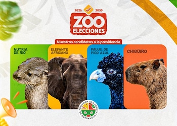 Chigüiro, nutria de río, elefante africano y paujil de pico azul participaron en las Zooelecciones promoviendo mensajes de conservación. - crédito @zoobaq/X