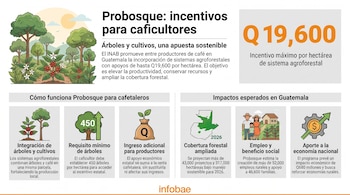 Infografía con título Probosque: incentivos para caficultores. Muestra incentivo máximo de Q19.600, requisitos del programa e impactos esperados en Guatemala.