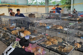 Los gatos incautados por la policía en una instalación de Ciudad Ho Chi Minh (AFP PHOTO/HUMANE WORLD FOR ANIMALS VIETNAMS)