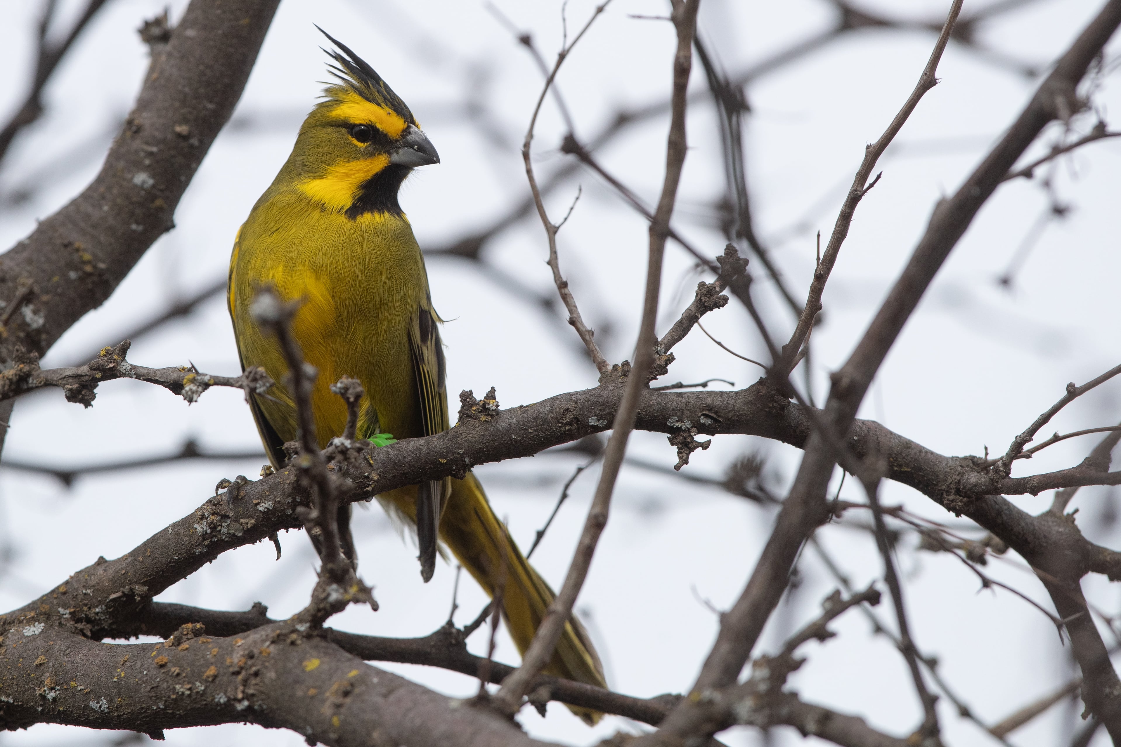 El cardenal amarillo destaca por su plumaje y canto, pero es víctima del mercado ilegal de aves de jaula Fundación Temaikèn