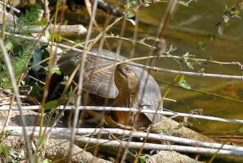 Ejemplar de galápago leproso, una