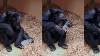 A los chimpancés les gustan