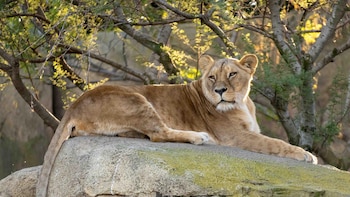 Muere Luana, la leona "viejecita