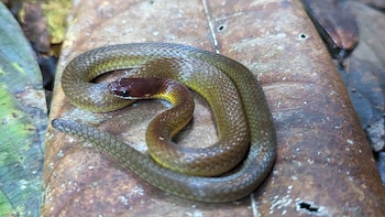 Urotheca dumerilii, endémica de Colombia,