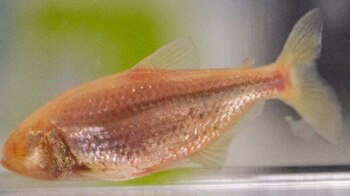 Esta investigación abre la puerta