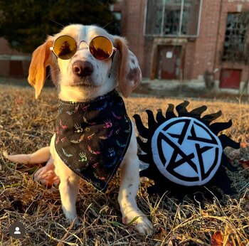 En los últimos años, diversas