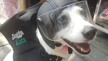 Una mascota que “trabaja” como repartidora de comida se hizo viral