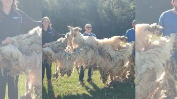 Sus rescatistas trasquilaron a Sugar.