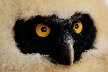 Búho fue rescatado en Cali.