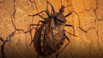 La chinche besucona acecha: así protege el IMSS a la población del parásito causante del Chagas