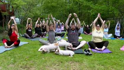 La ternura se apodera del yoga: un trío de lechones, los invitados especiales de una clase en Massachusetts