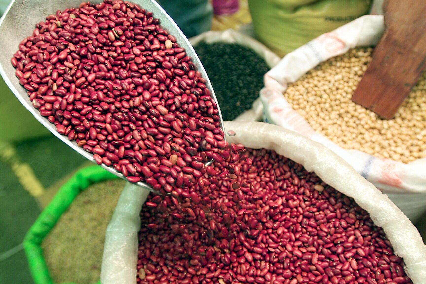 Zacatecas mantiene su posición como principal productor de frijol en México. (FOTO: SDE Honduras)