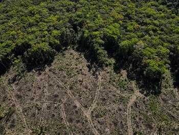 La deforestación en el Amazonas