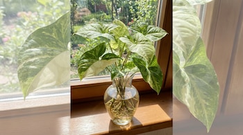 Primer plano de un singonio variegado con hojas verdes y blancas, enraizando en un jarrón de vidrio transparente con agua sobre un alféizar de madera. El sol ilumina la planta y sus raíces.