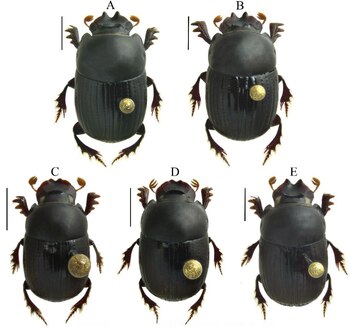 La especie fue nombra como