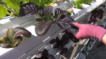 Programa de Agricultura Urbana que