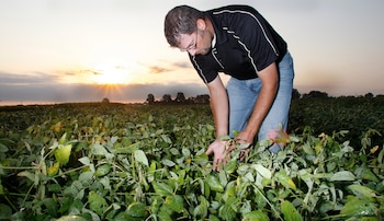 Un lote de soja padeciendo