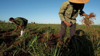 Productores de frijol de Zacatecas lanzan ultimátum: bloquearán el tren el viernes si no los recibe David Monreal