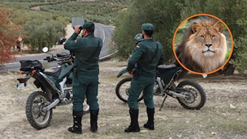 El misterio del león de Toledo: la búsqueda de 36 horas de un felino que un repartidor creyó ver en la Sierra de San Vicente