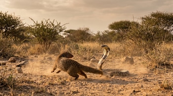 Una mangosta de pelaje rayado corre sobre tierra polvorienta hacia una cobra erguida con su capucha extendida. El fondo es un paisaje árido con arbustos.