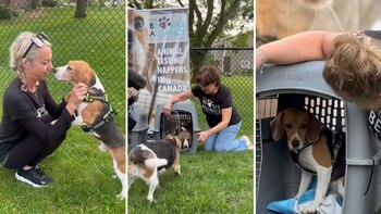 Los beagles no pasan por