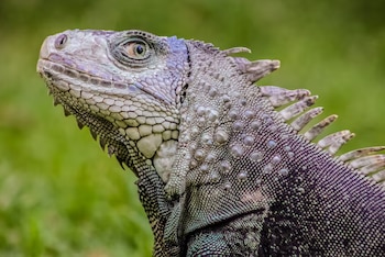 Primer plano de la cabeza y el cuello de una iguana verde con escamas y crestas dorsales sobre un fondo desenfocado