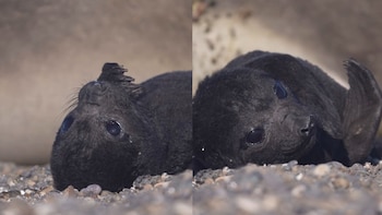 Aprobaron una ordenanza que impone multas a quienes molesten a los animales en las playas de Mar del Plata