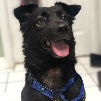 Con un espíritu inquebrantable, Cola