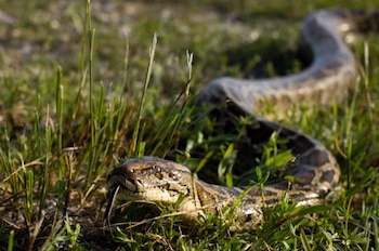 Primer plano de una serpiente de color marrón y negro con la lengua bífida extendida, moviéndose a través de la hierba verde. Su cuerpo se difumina al fondo
