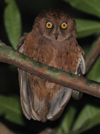 Los investigadores solicitaron al Unión