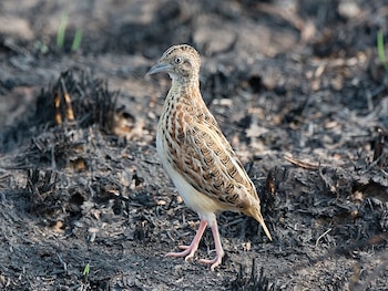Torillo andaluz. (William Stephens/Wikimedia Commons)