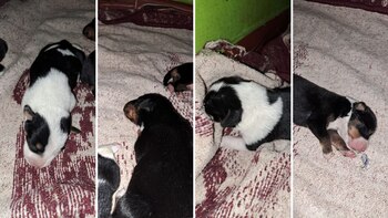 La crías fueron nombradas como