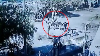 Video nene a caballo en Esteban Echeverría embistió a dos mujeres: una está en coma