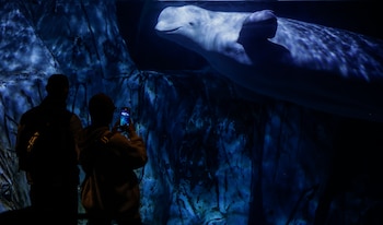 Belugas en el Oceanogràfic de Valencia. (Rober Solsona/Europa Press)