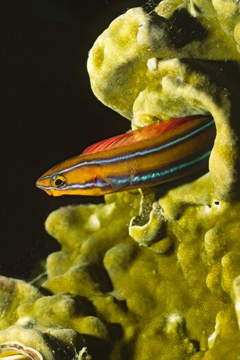 El fangblenny de rayas azules