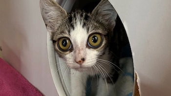 El peculiar aspecto de Búho,