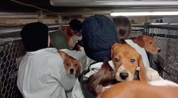 El operativo contra Ridglan Farms