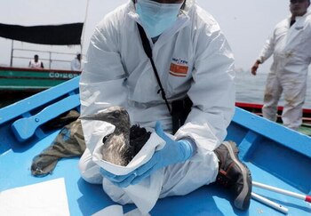 Giancarlo Inga Diaz, un veterinario del Servicio Nacional de Áreas Naturales Protegidas de Perú, sostiene un ave marina cubierta en petróleo luego del derrame en la costa central ocasionada por una rotura de un ducto de la española Repsol. Febrero 9, 2022. REUTERS/Sebastian Castaneda