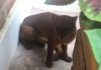Puma en Entre Ríos