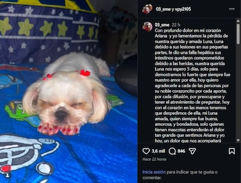 La familia de Luna, las autoridades y organizaciones animalistas denunciaron el caso y exigieron identificar y sancionar al responsable bajo la ley contra la zoofilia en Colombia - crédito 03_sme / Instagram