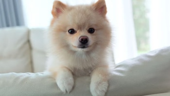 Cabelo lindo da Pomerânia