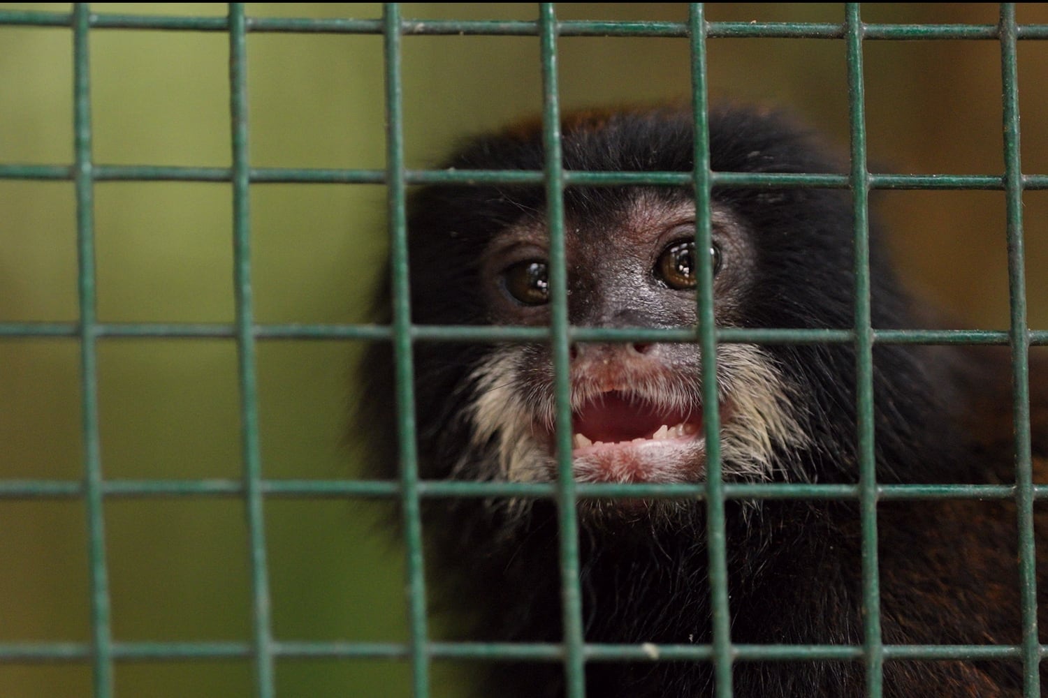El costo oculto de una foto con animales silvestres en Iquitos: documental revela la ruta del tráfico ilegal en la Amazonía