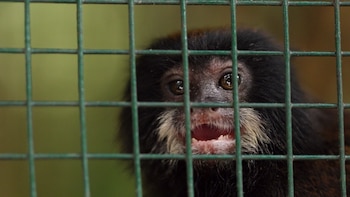 El costo oculto de una foto con animales silvestres en Iquitos: documental revela la ruta del tráfico ilegal en la Amazonía