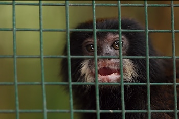 Primer plano de un mono pequeño de pelaje negro y bigotes blancos que mira hacia adelante detrás de una malla metálica verde